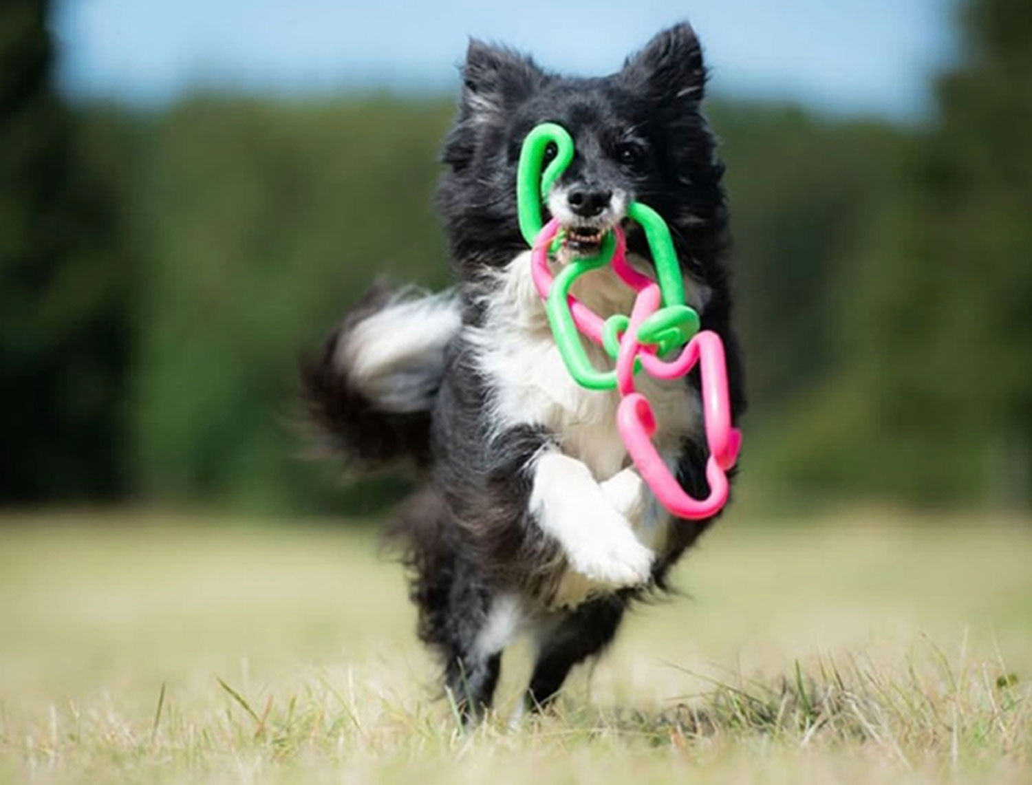 Ruff-dawg-Super-Tug-dog